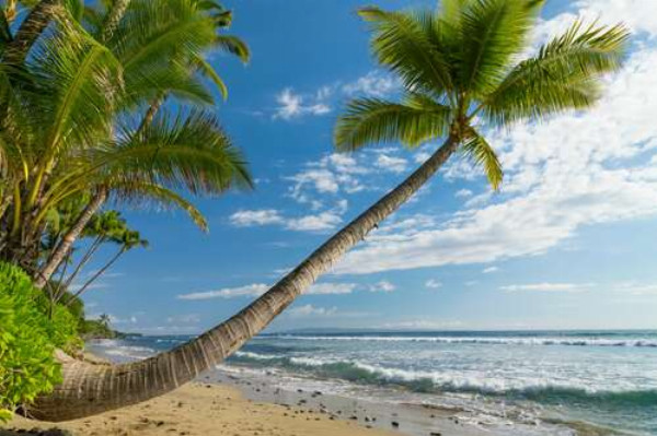 Наклоненный ствол пальмы свисает над морскими волнами