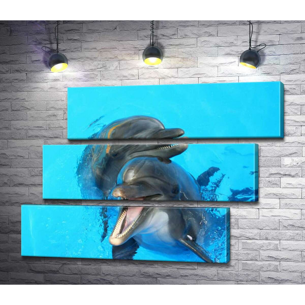 Два дельфина выглядывают из голубизны воды