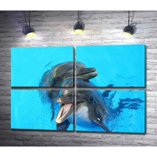 Два дельфина выглядывают из голубизны воды