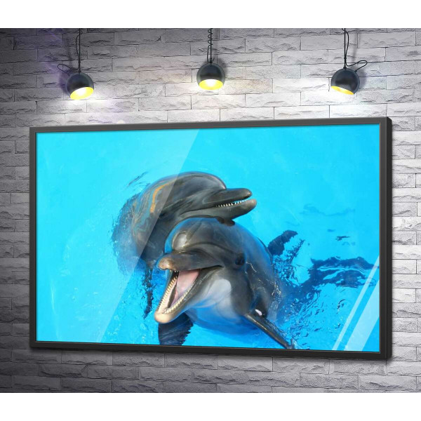 Два дельфіна визирають із блакиті води
