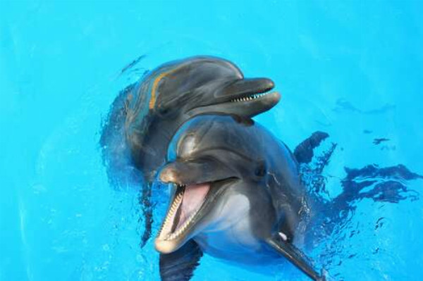Два дельфіна визирають із блакиті води