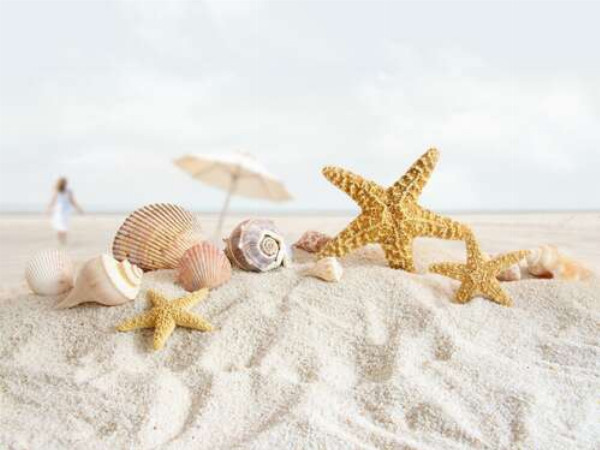 Ніжний набір мушель та морських зірок лежить на м'якому пляжному піску