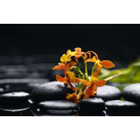 Маленькие оранжевые цветы пробиваются между черными камнями