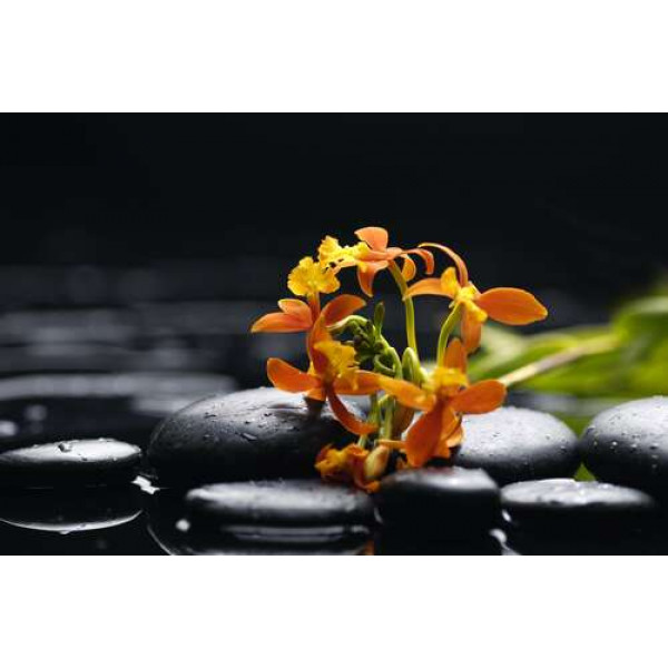 Маленькі помаранчеві квіти пробиваються між чорним камінням