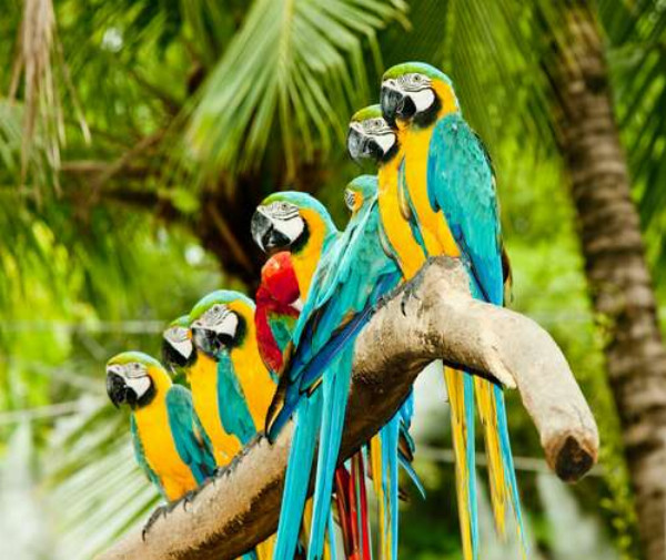 Цветной узор из попугаев ара, которые отдыхают на ветке