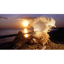 Причудливые формы морской ракушки на фоне вечернего пляжа