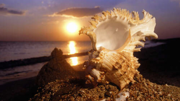 Причудливые формы морской ракушки на фоне вечернего пляжа
