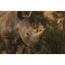 Редкий белый носорог ест траву