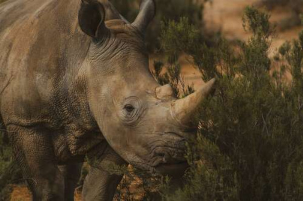 Редкий белый носорог ест траву