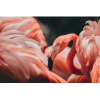 Розовые облака из оперения фламинго