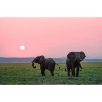 Маленькие слоны гуляют по зеленой равнине