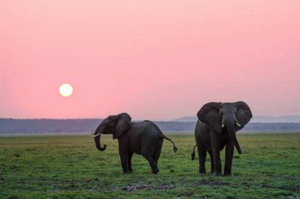 Маленькі слони гуляють по зеленій рівнині