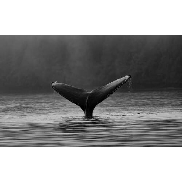 Могутній хвіст кита видніється над поверхнею води