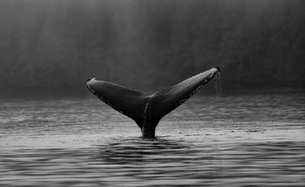Мощный хвост кита виднеется над поверхностью воды