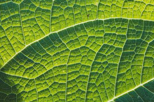 Ажурний візерунок соковитих жилок листка