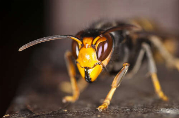 Желтая головка осы в деталях