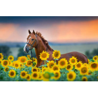 Величественная фигура гнедого коня среди яркого поля подсолнухов