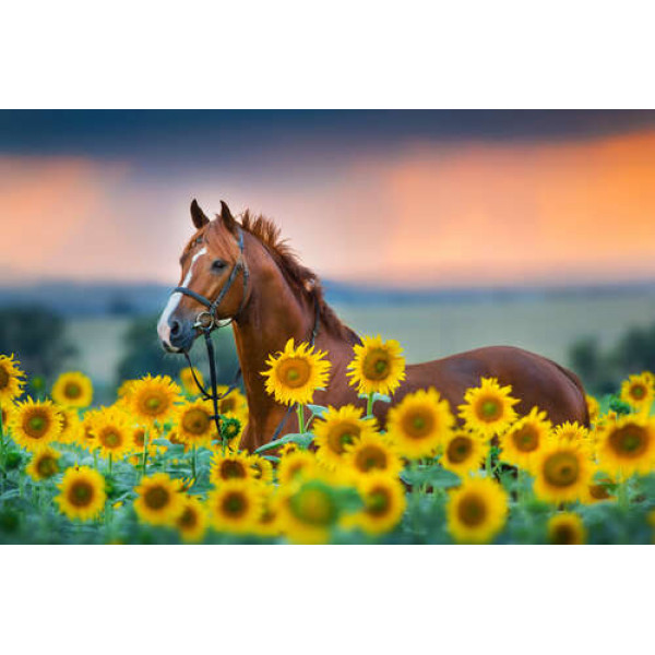 Велична постать гнідого коня серед яскравого поля соняшників