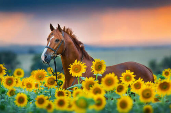 Велична постать гнідого коня серед яскравого поля соняшників