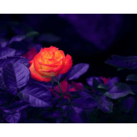 Оранжевый цветок розы горит среди темноты пурпурных листьев