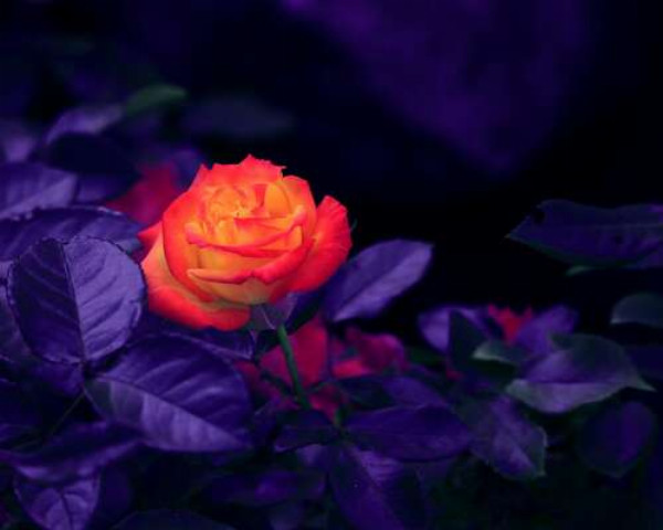 Оранжевый цветок розы горит среди темноты пурпурных листьев