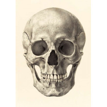 Анатомія в деталях: череп людини