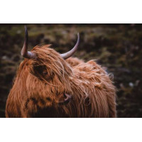 М'яка шерсться шотландської корови розвівається на вітру