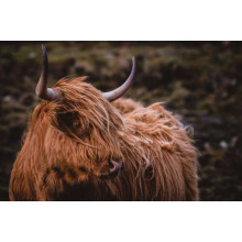 Мягкая шерсть шотландской коровы развевается на ветру