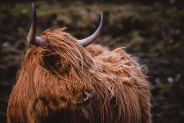 Мягкая шерсть шотландской коровы развевается на ветру