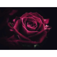 Роскошный цветок розы оттенка румба