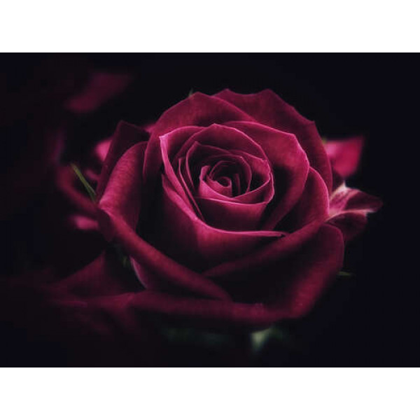 Розкішна квітка троянди відтінка румба