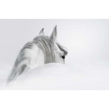 Сива грива білосніжного коня