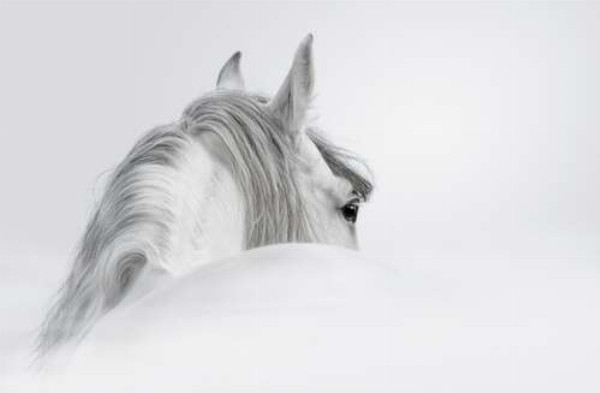 Сива грива білосніжного коня