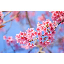 Воздушная ветка, усеянная нежными цветами персика