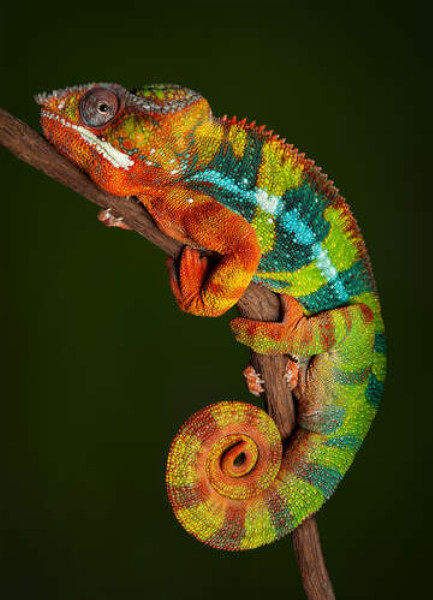 Яскравий хамелеон в переливах помаранчево-зелених кольорів