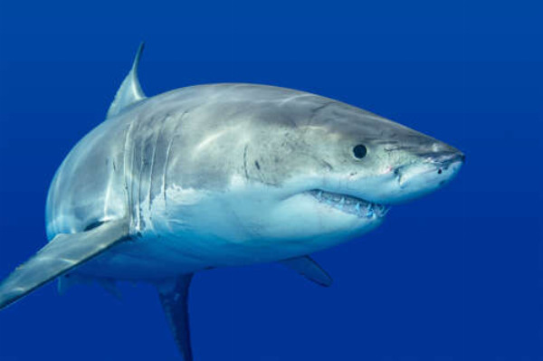 Белая акула плавает в голубой воде