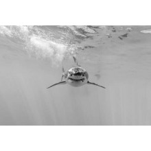 Черно-белый силуэт приближающейся акулы
