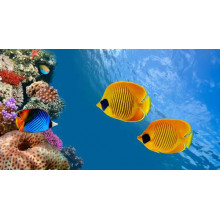 Желтые рыбы-бабочки плавают среди острова кораллов