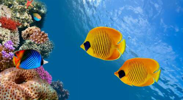 Желтые рыбы-бабочки плавают среди острова кораллов
