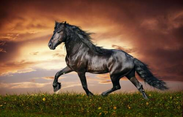 Вороний кінь скаче по зеленій траві на фоні грозових хмар