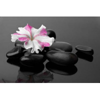 Розово-белый цветок примулы лежит на черных камнях