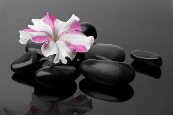 Розово-белый цветок примулы лежит на черных камнях
