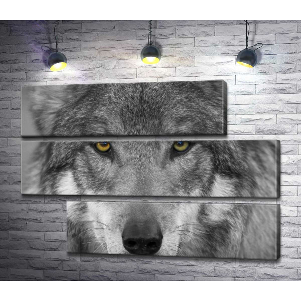 Уверенный взгляд серого волка