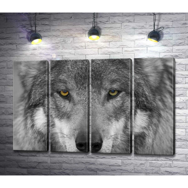 Впевнений погляд сірого вовка