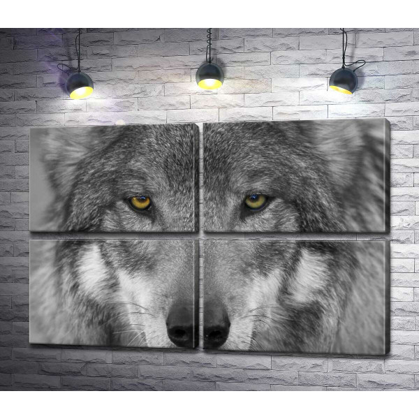 Впевнений погляд сірого вовка