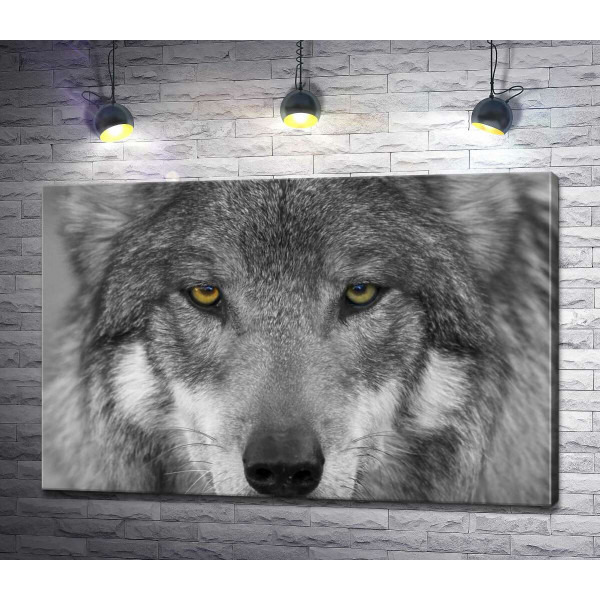 Уверенный взгляд серого волка