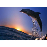 Дельфин взлетает над водой
