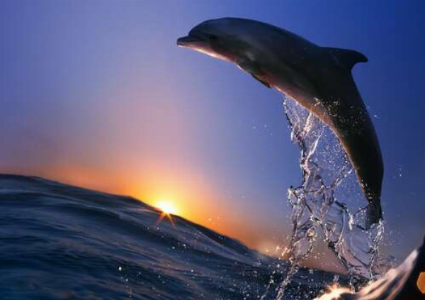 Дельфін злітає над водою