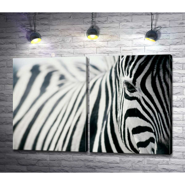 Черно-белые полоски зебры