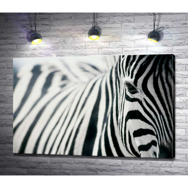Черно-белые полоски зебры